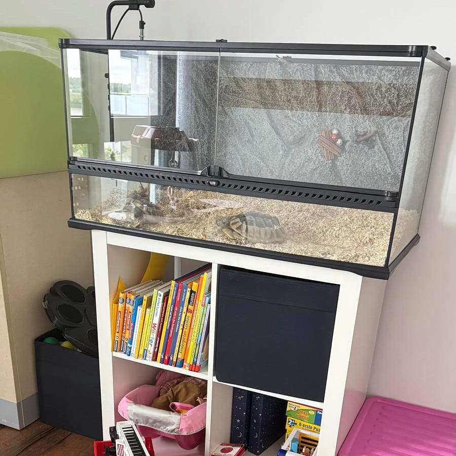 Terrarium mit Schildkröte über einem Regal mit Kinderbüchern